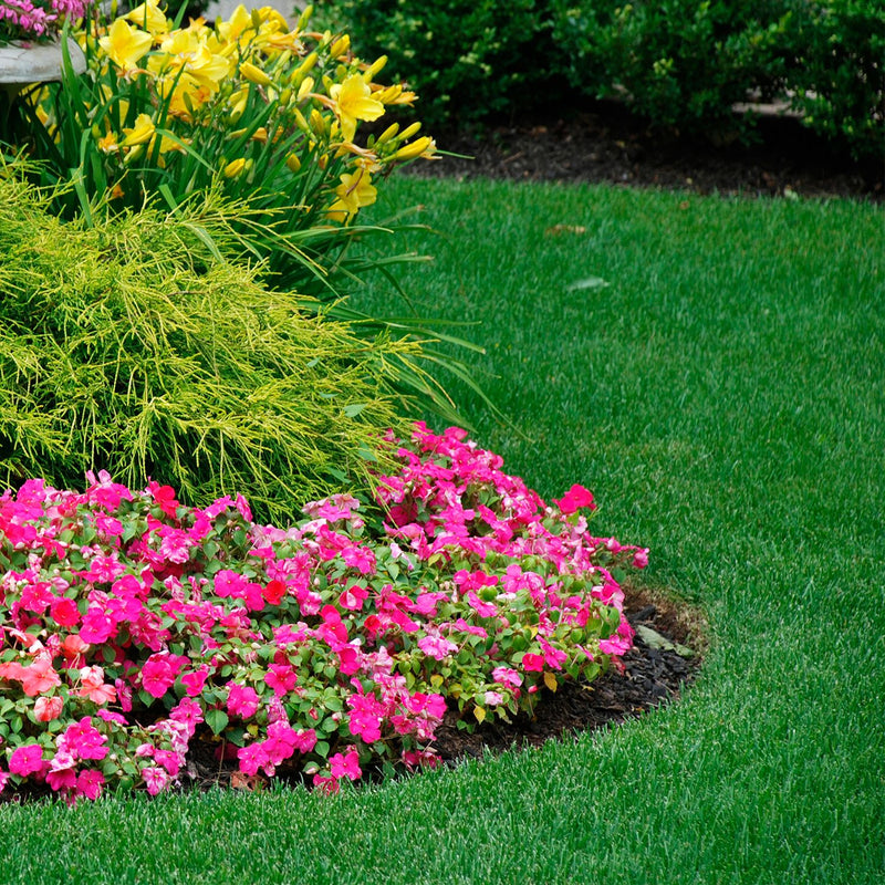 Desmalezadora profesional EVANS  – Potente, Ligera y Perfecta para el Desbroce Profesional desbrozadora gasolina